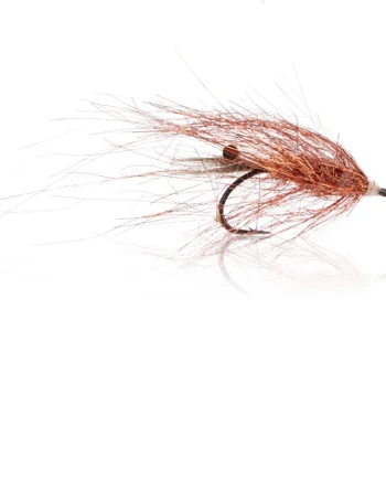 Copper Shrimp  Kystflue