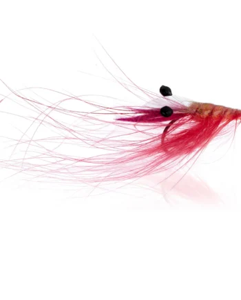 Crangon Shrimp Shrimp Pink  Kystflue