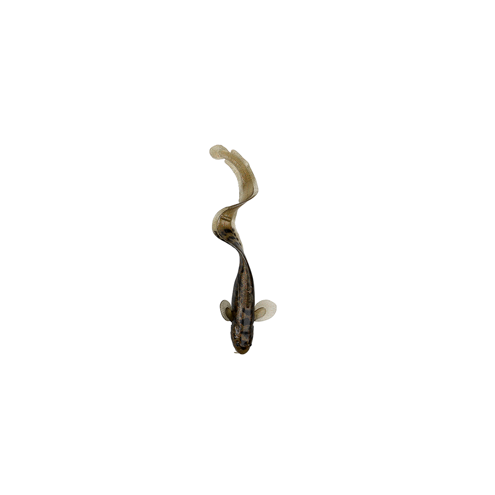 Savage Gear 3d Burbot 25cm 75gr Motor Oil Uv Wobler